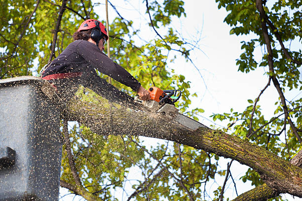 Best Tree Cutting Near Me  in Norton, KS